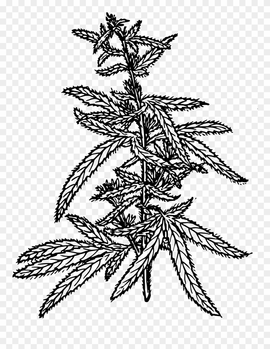 Clip Art Sweet - Hemp Seeds Clip Art - Png Download