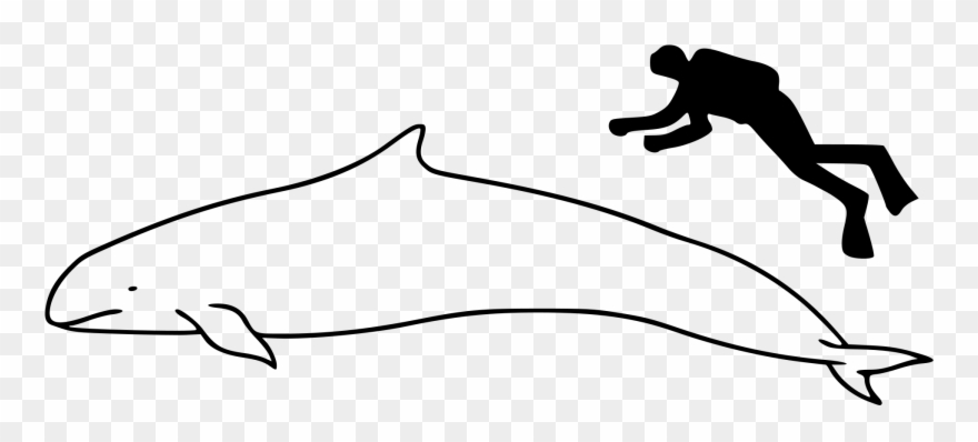 Open - Cuvier Beak Whale Size Clipart