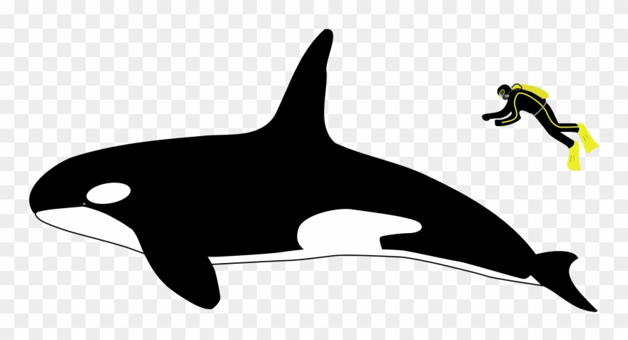 Orca Transparent Svg - Orca Vs Human Size Clipart