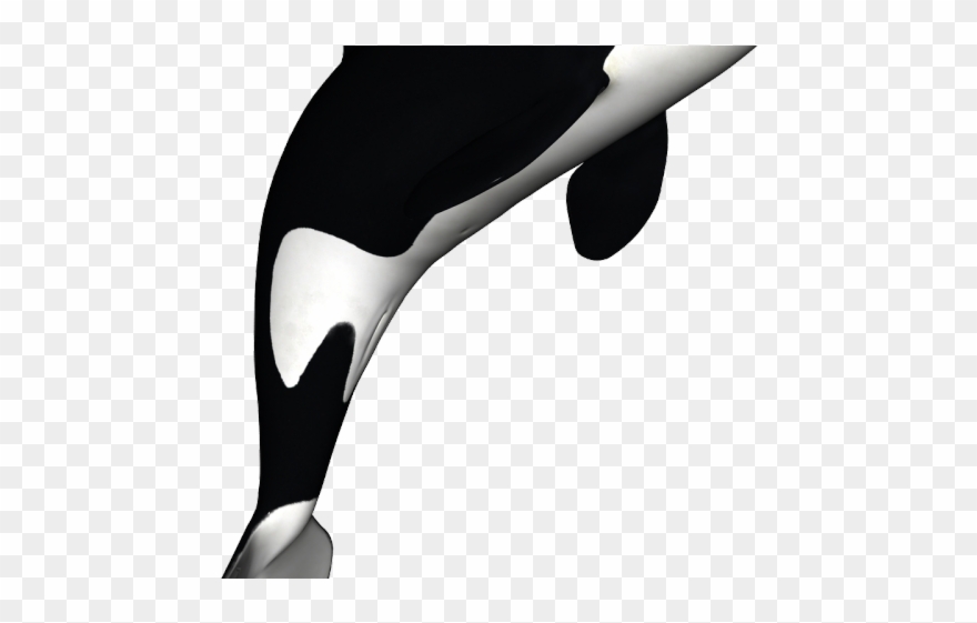 Orca Clipart Svg - Orca Whale Black And White - Png Download