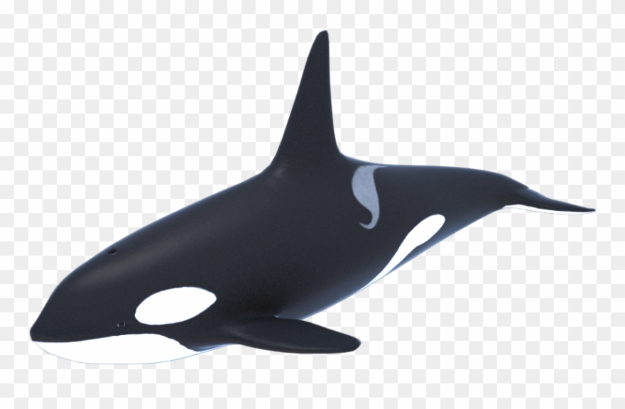 Orca D Model Models World Killerwhaleorcadmodela - Killer Whale 3d Model Free Clipart
