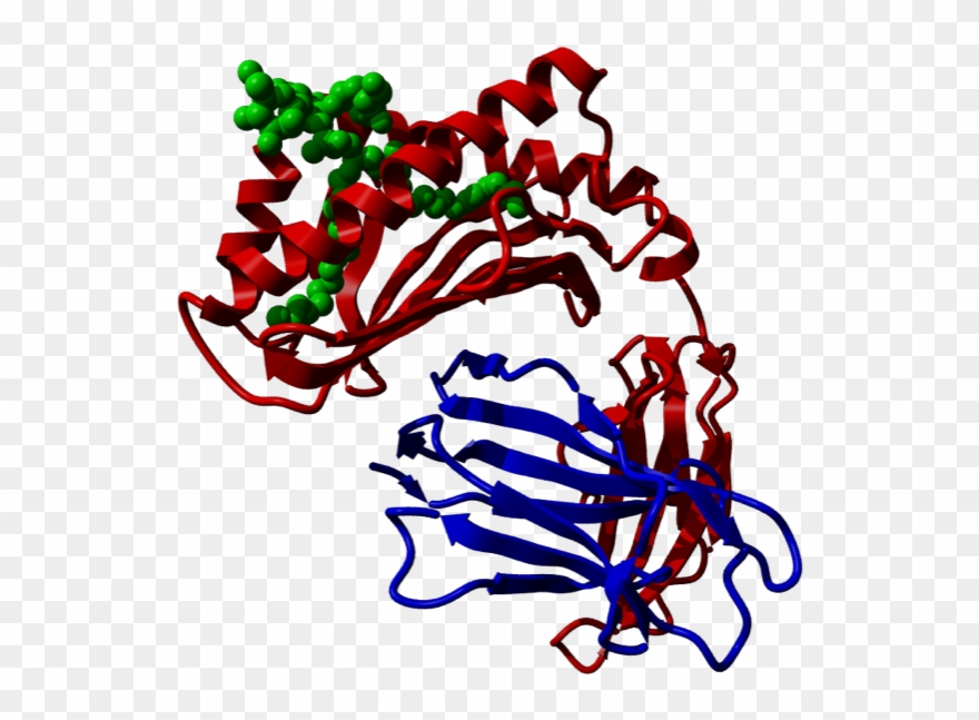 Cd1d, Cd1d, Side View Clipart