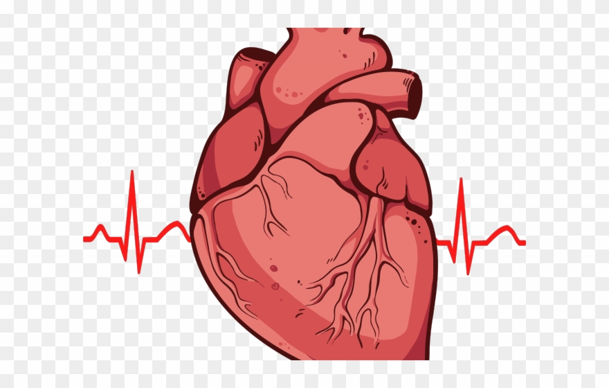 Heart Clipart Clipart Real Heart - Real Heart - Png Download