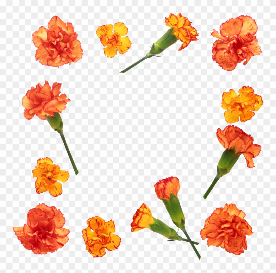 Publicat De Eu Ciresica La - Гвоздики Clipart