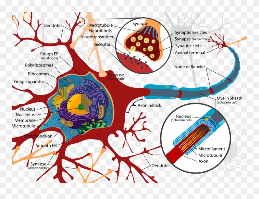 819px Complete Neuron Cell Diagram En Svg - Ultraestructura De Una Neurona Clipart