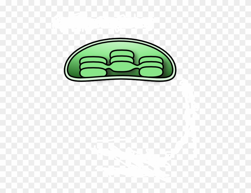 Chloroplast Cliparts - Png Download