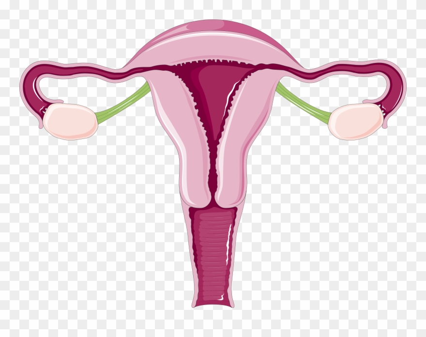 Why Do Women Have Periods Everything You Need To Know - Adolescence And Puberty Clipart
