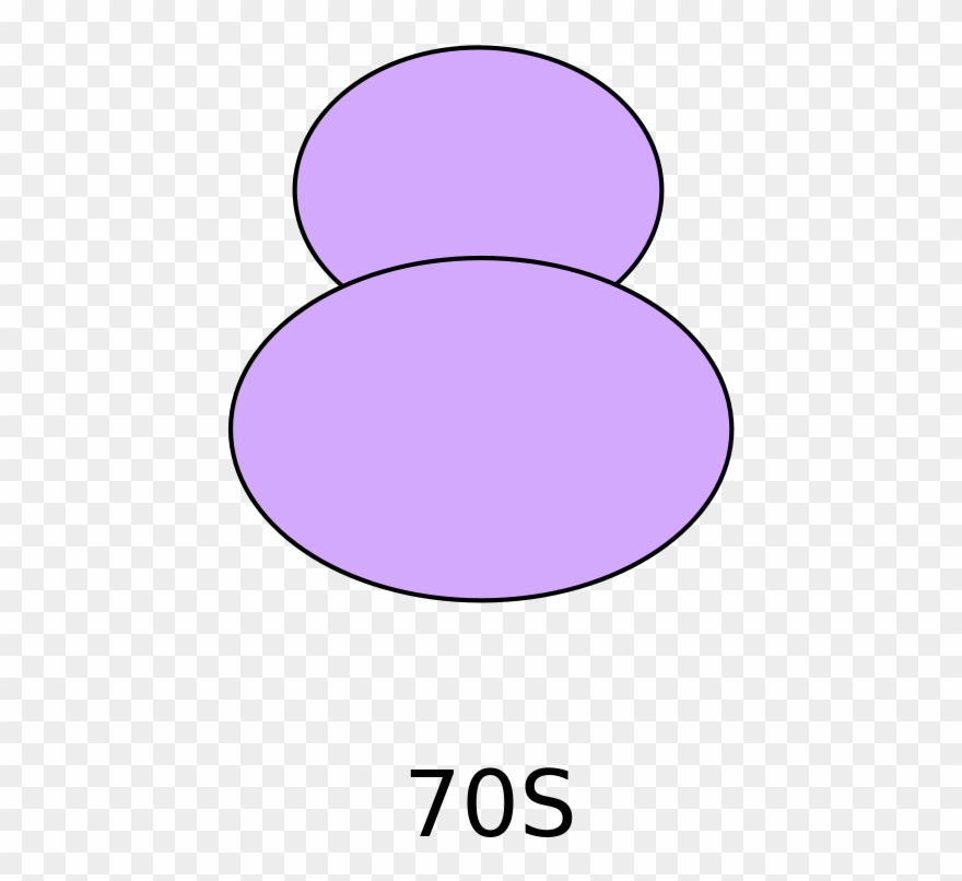 Recognition Of Intact 70s Ribosomes By Rnase I In Escherichia - Soul Clipart