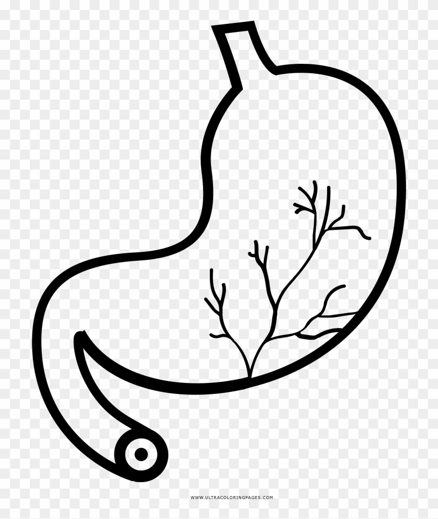 Stomach Coloring Page - El Estomago Para Dibujar Clipart