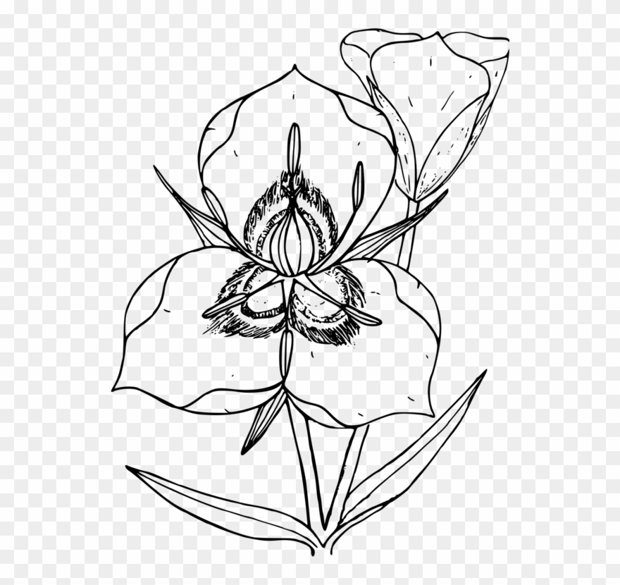 United States Coloring Book State Flower Lily - Utah State Flower Clipart