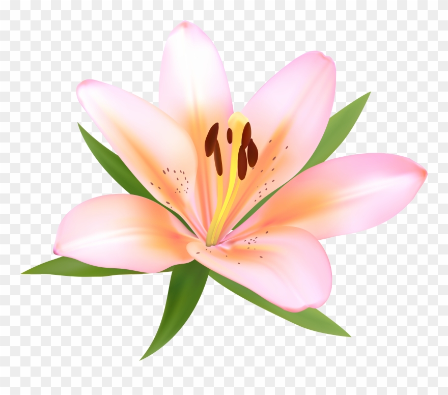 Alstroemeria Deco Png Clip Art Image Gallery Transparent Png