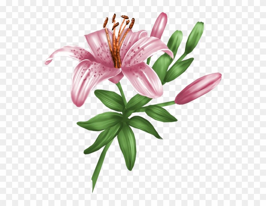 Https - //postimg - Org/image/6fu1rbbel/ - Stargazer Lily Clipart