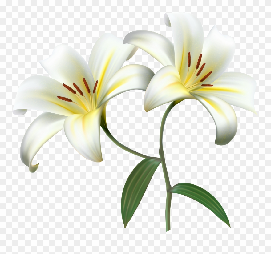 White Lilium Flower Decorative Transparent Image - White Lilies Background Clipart