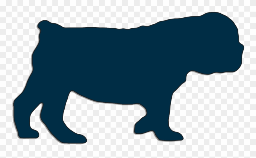 English Bulldog Puppy Walking 2 Months Old - Dog Clipart