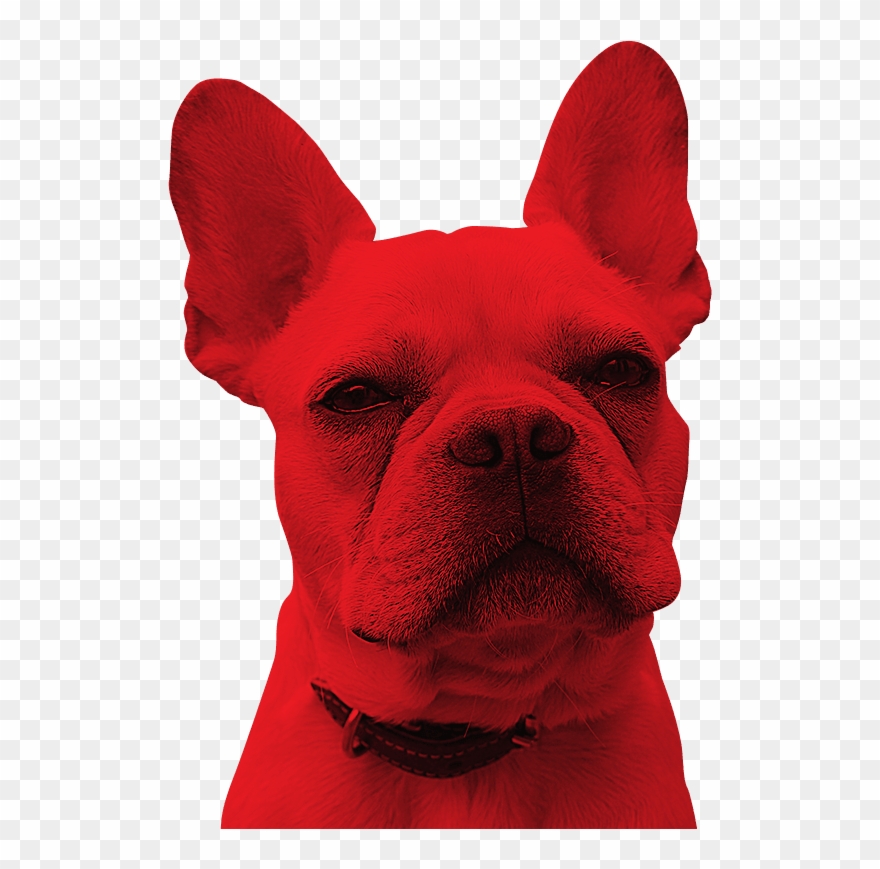 Our Services - Companion Dog Clipart