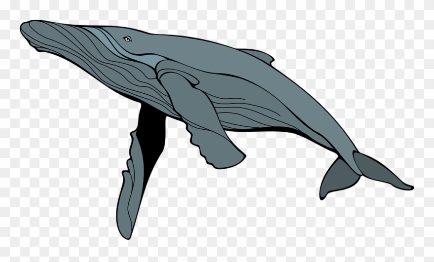 Ballena, Gris, Mam, Mamíferos - Humpback Whale Clipart - Png Download