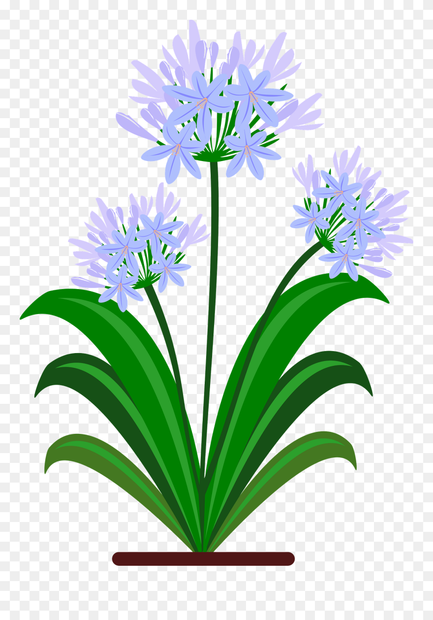 All Photo Png Clipart - Botanical Drawing Pdf Agapanthus Transparent Png