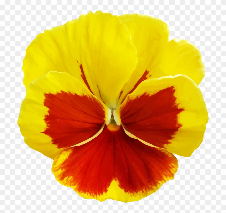 All Photo Png Clipart - Yellow Pansy Flower Png Transparent Png