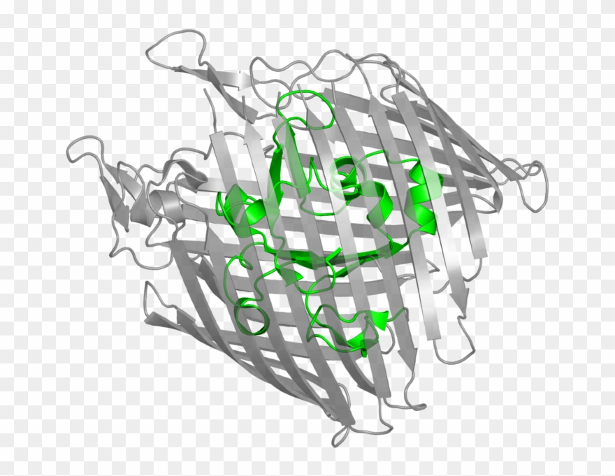 <div Class='caption-body'>1 Copy Of Cath Domain < - Outer Membrane Receptor Clipart