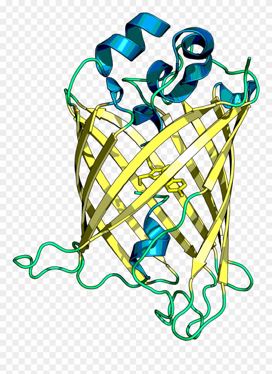 Cyrstal Structure Of The Mvenus Reporter Protein Without - Business Administration Clipart