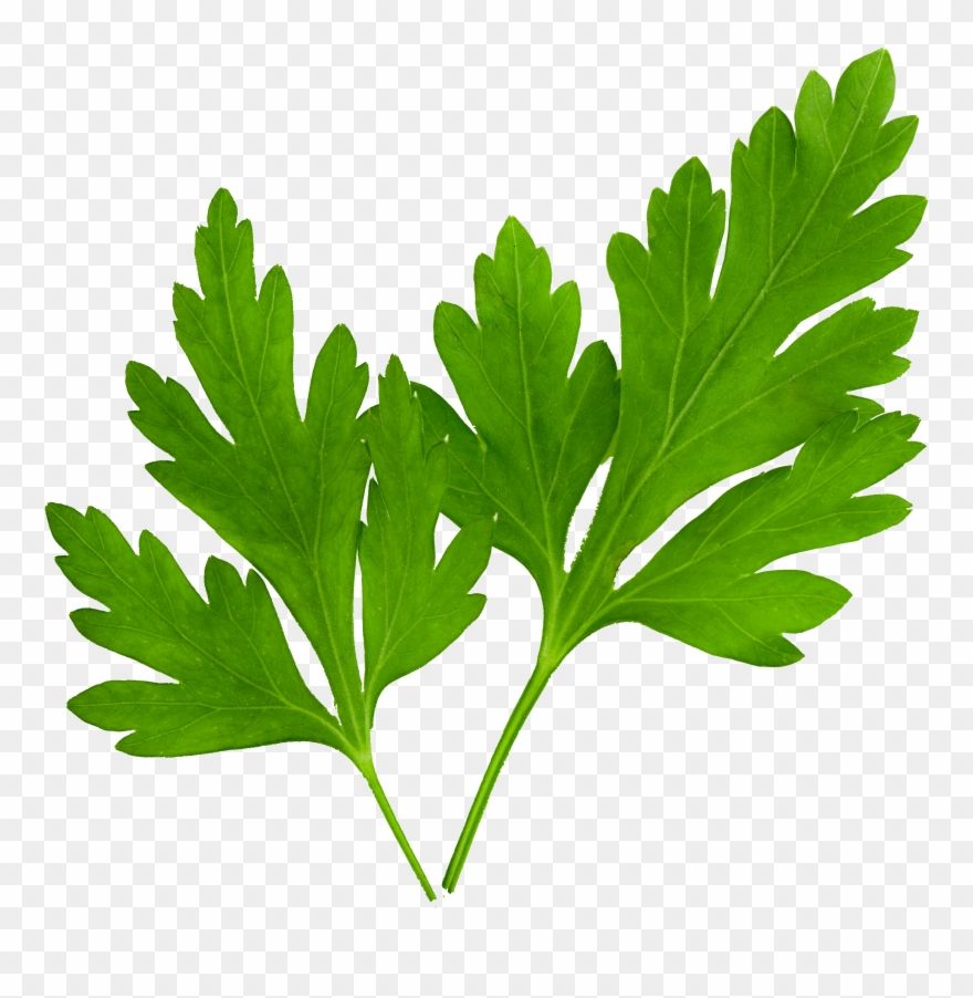 Parsley-e1520866809480 - Hojas De Perejil Clipart