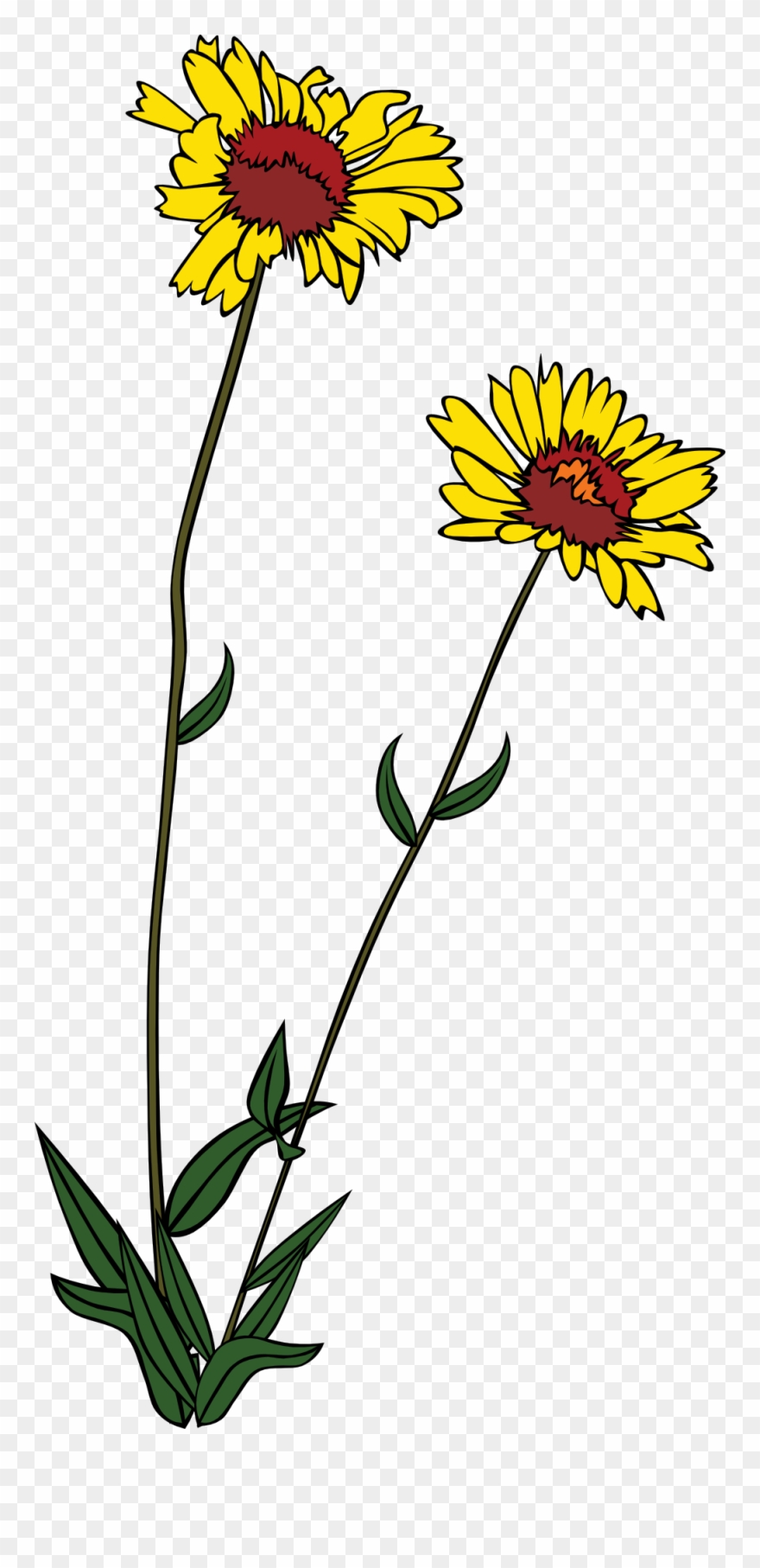 Gg Gaillardia Aristata - Wild Flower Clip Art - Png Download