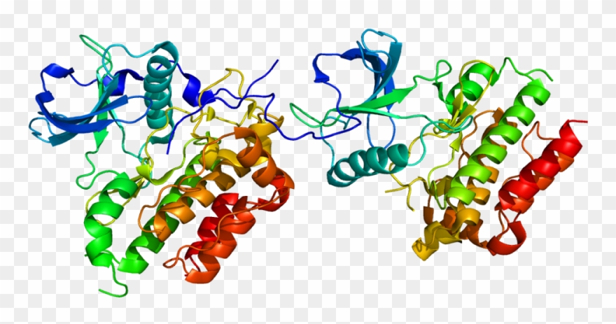 Germs Clipart Bile - Kit Protein - Png Download