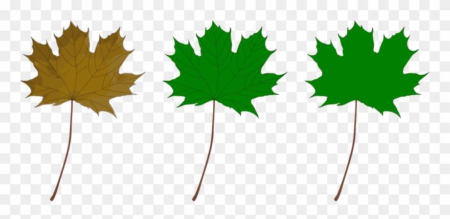 All Photo Png Clipart - Green Maple Leaf Clip Art Transparent Png