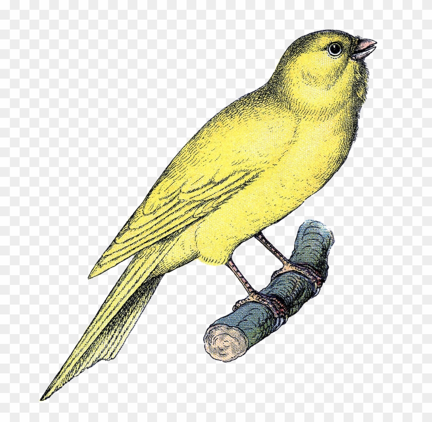 Vintage Clip Art - Canary Clip Art - Png Download