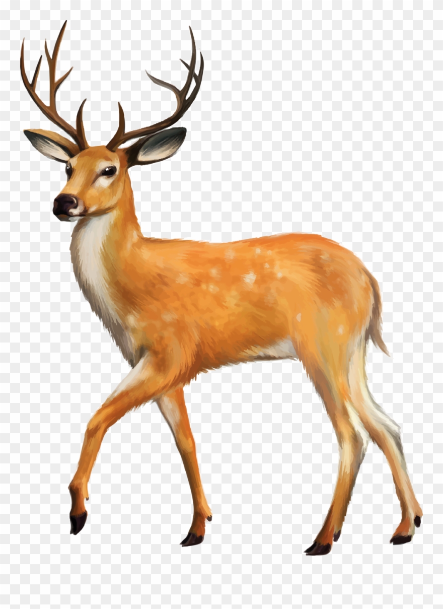 Яндекс - Фотки - Deer Png Clipart