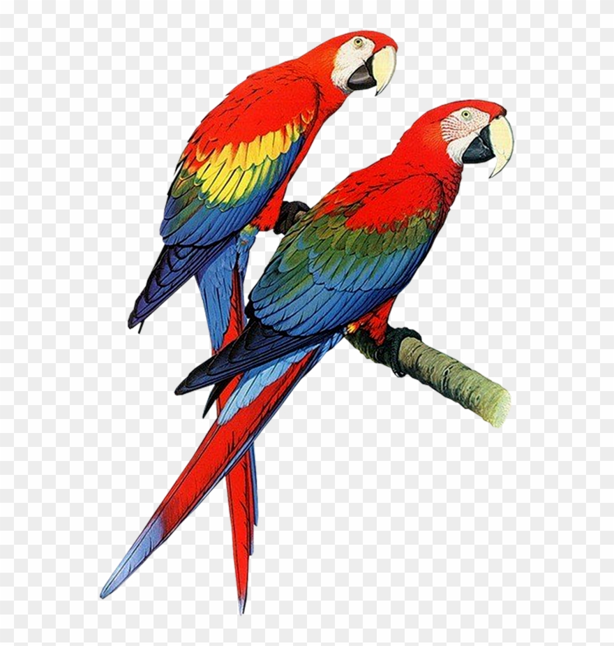Parrot Clipart, - Hardcover: Parrots Of The World By Forshaw Joseph M - Png Download
