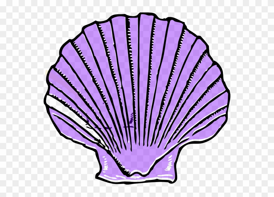 Purple Shell At Vector Online - Shell Clipart Black And White - Png Download