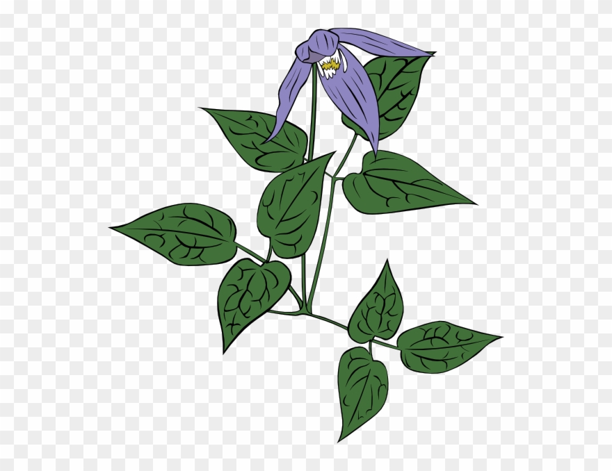 Free Vector Clematis Occidentalis Clip Art - Clematis Garden Clipart Png Transparent Png