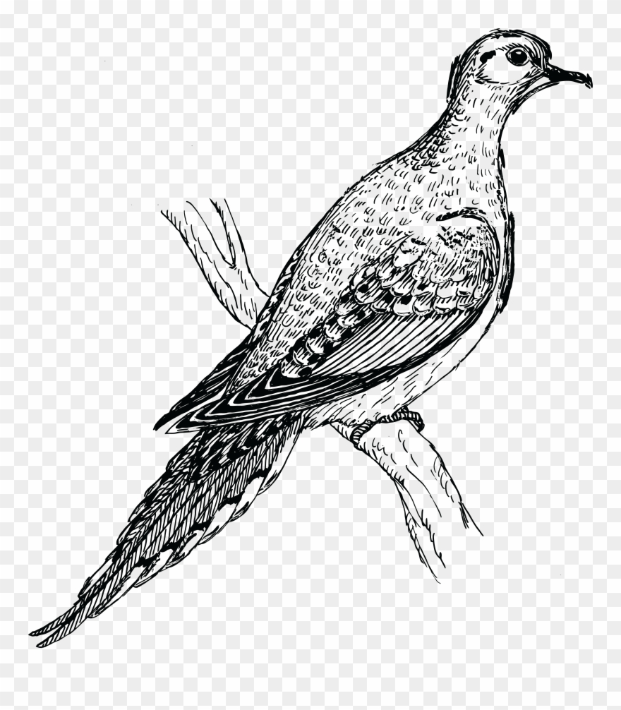 Turtle Dove Clipart Holy Ghost - Gambar Stilasi Burung Merpati - Png Download
