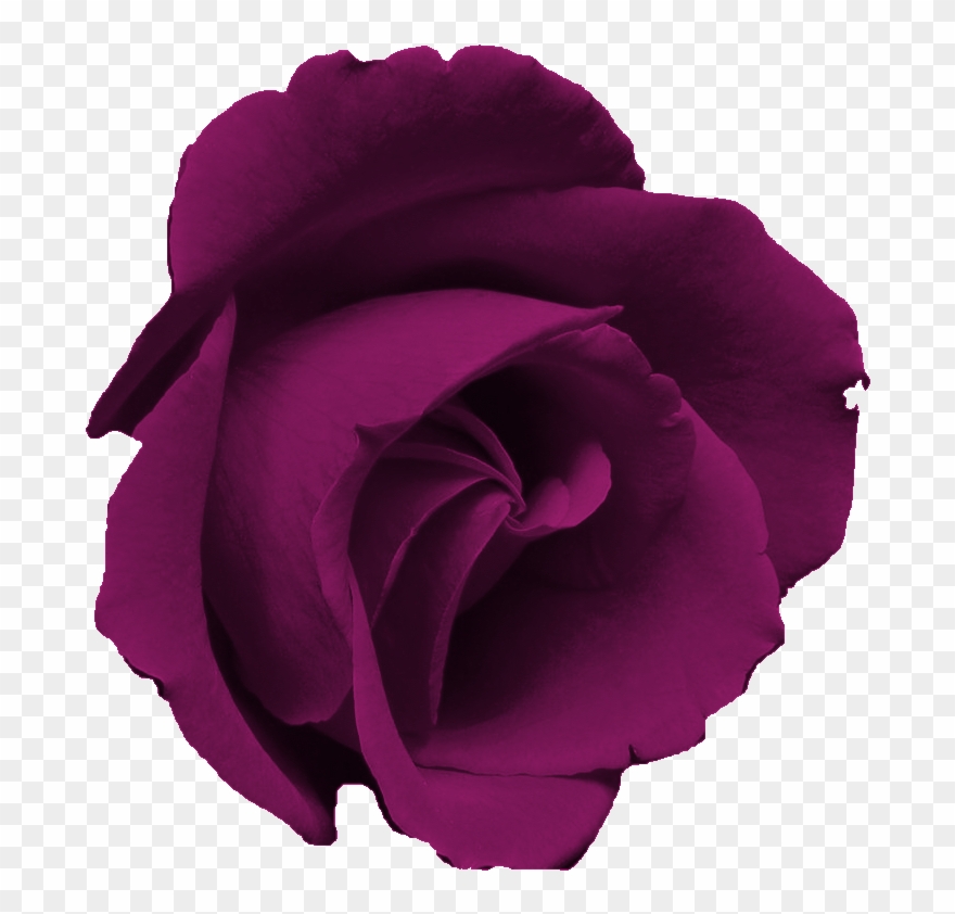 Free Flower Clip Art Images - Rosa Morada Flor Png Transparent Png