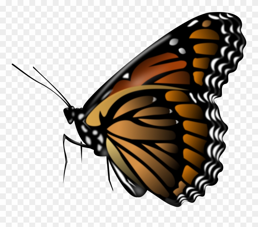Monarch Butterfly Clipart Powerpoint Presentation - Butterfly Png Transparent Png