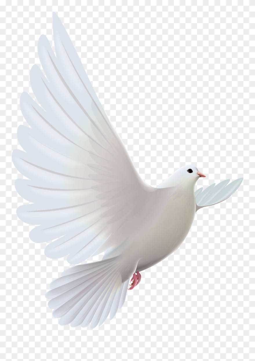 Pigeon Clip Art Images Free - White Dove Bird - Png Download