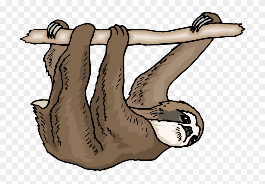 Sloth Clip Art Amp Look At Sloth Clip Art Clip Art - Three Toed Sloth Clipart - Png Download