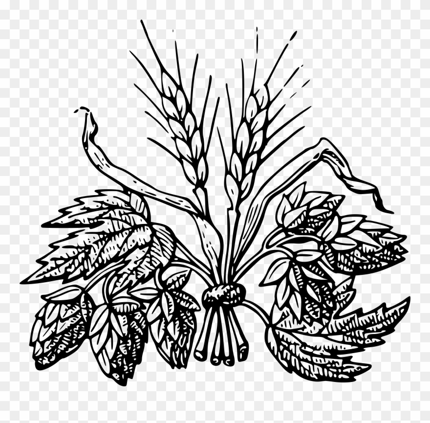 Vector Royalty Free Download Drawn Wheat Beer Free - Hops And Barley Drawing Clipart