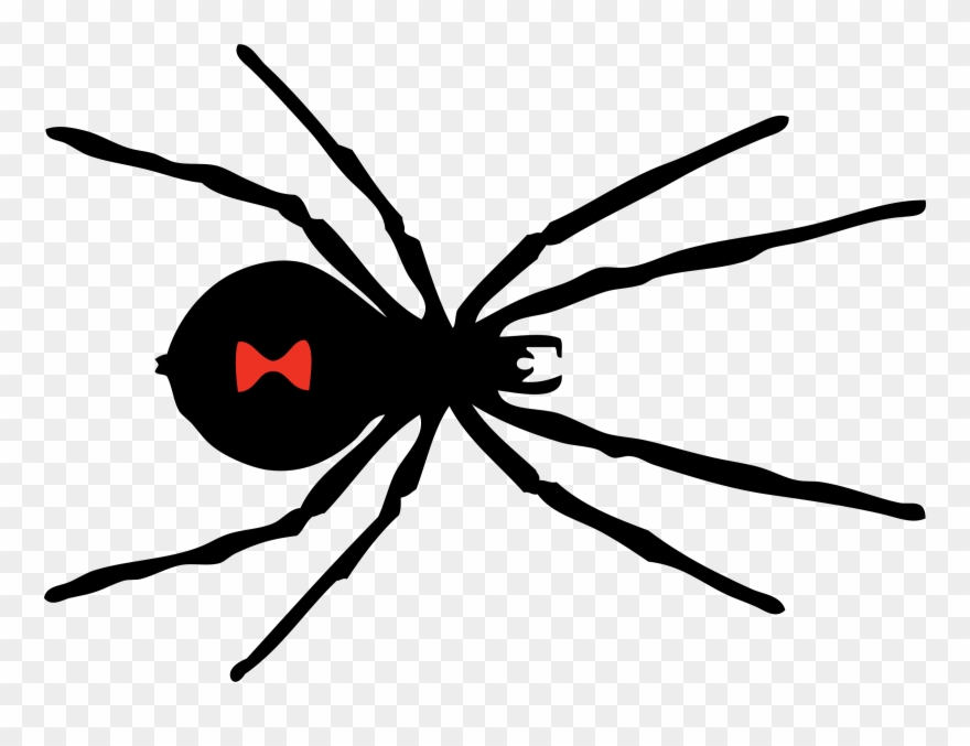 Spiders Gallery Isolated Stock Photos By Nobacks Clip - Black Widow Spider Pattern - Png Download