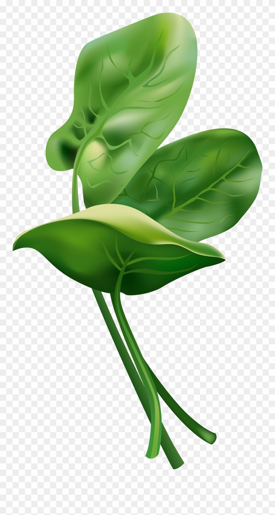 Spinach Free Clip Art Image Gallery Yopriceville High - Dibujo De Espinaca - Png Download