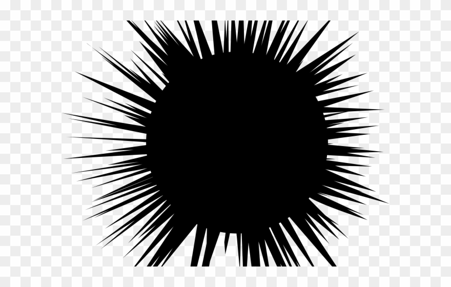 Sea Urchin Clipart Clip Art - Dibujo Erizos De Mar - Png Download