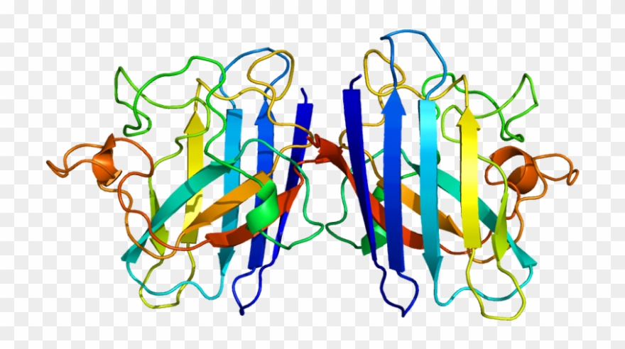 Database Clipart Sporadic - Protein Composed Of More Than One Polypeptide Chain - Png Download