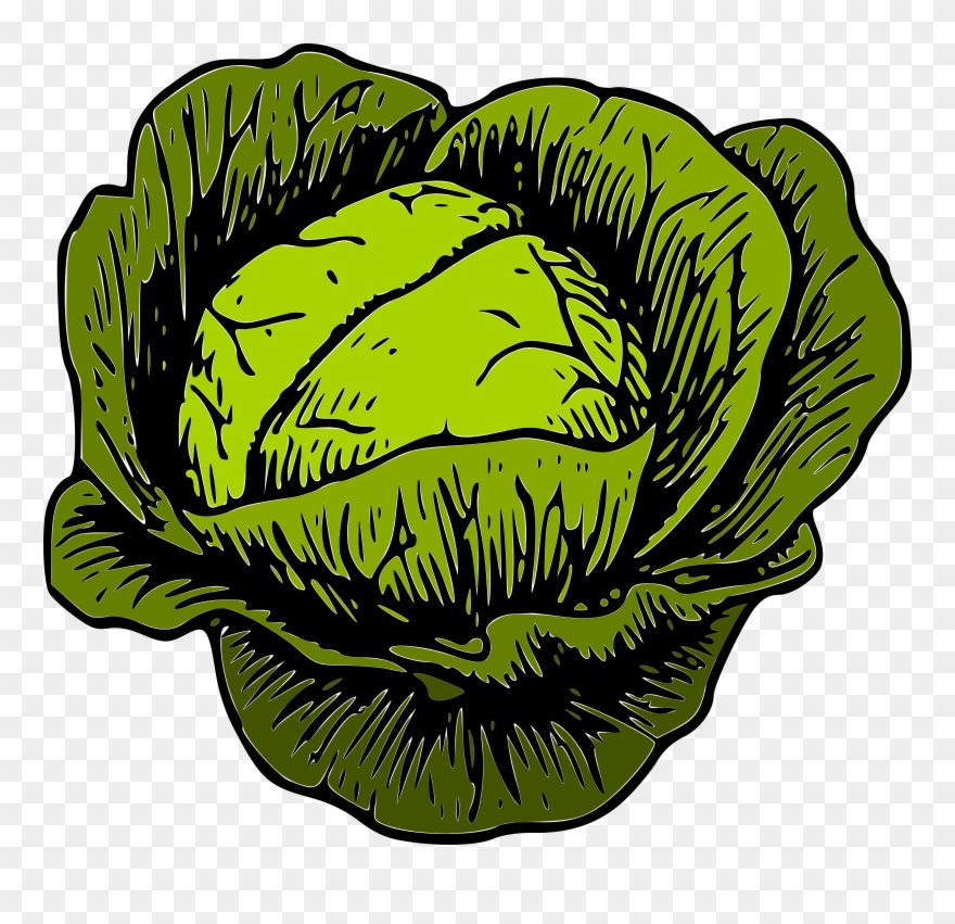 Clipart Cabbage - Png Download