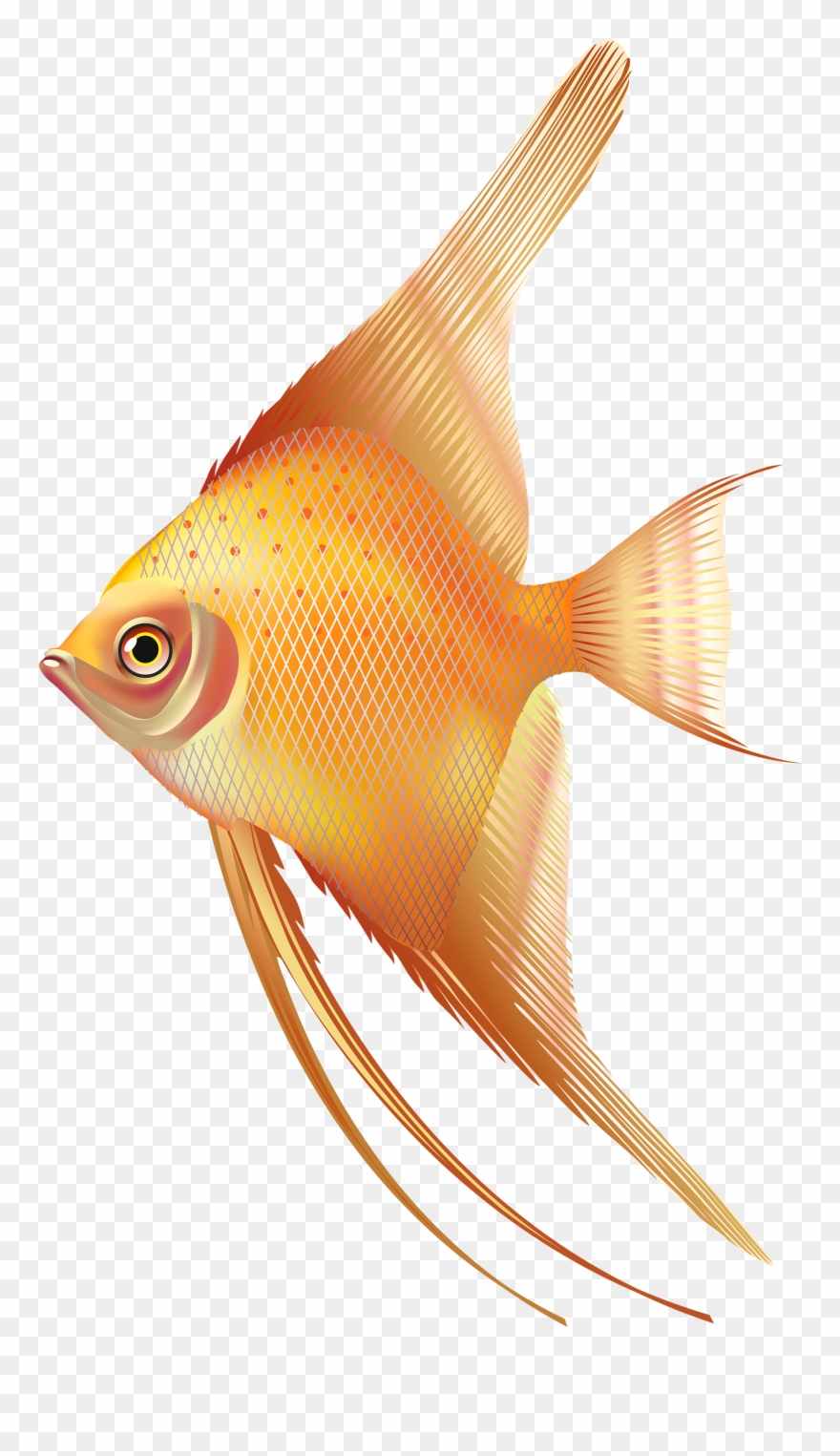 Nice Exotic Fish Png Best Web - Freshwater Fish Png Clipart