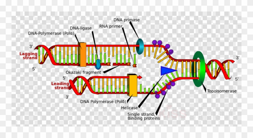 Dna Replication Clipart Dna Replication Biology - Labeled Dna Replication Diagram - Png Download