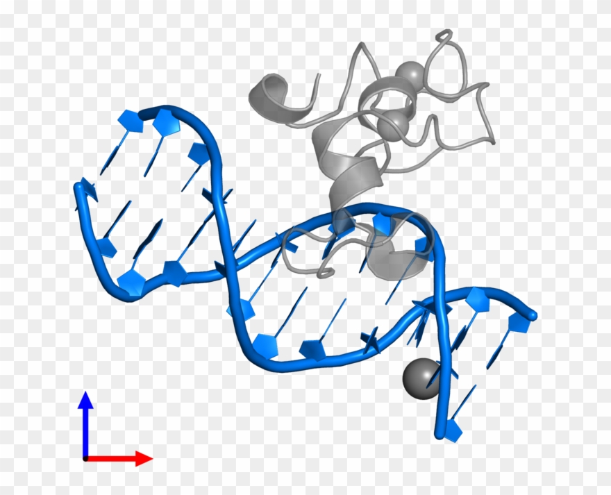 Pdb Entry 3qmb Contains 2 Copies Of 5' D 3' In Assembly Clipart