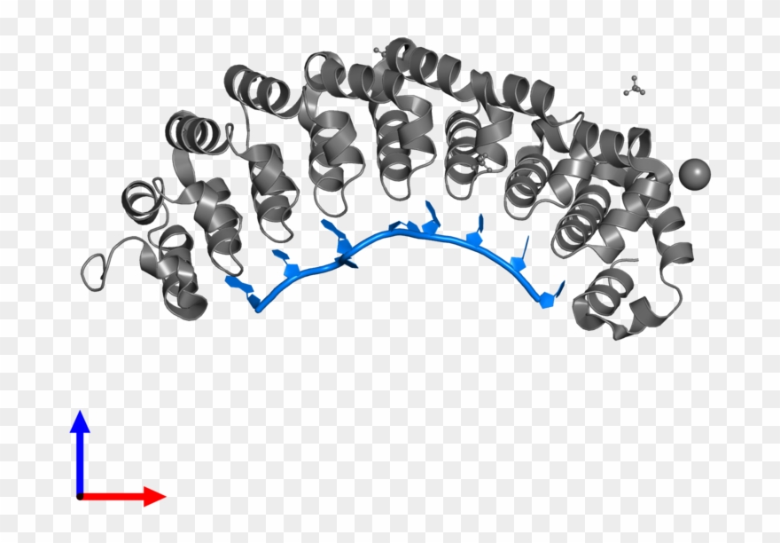 <div Class='caption-body'>pdb Entry 3bx2 Contains 1 - Barbell Clipart