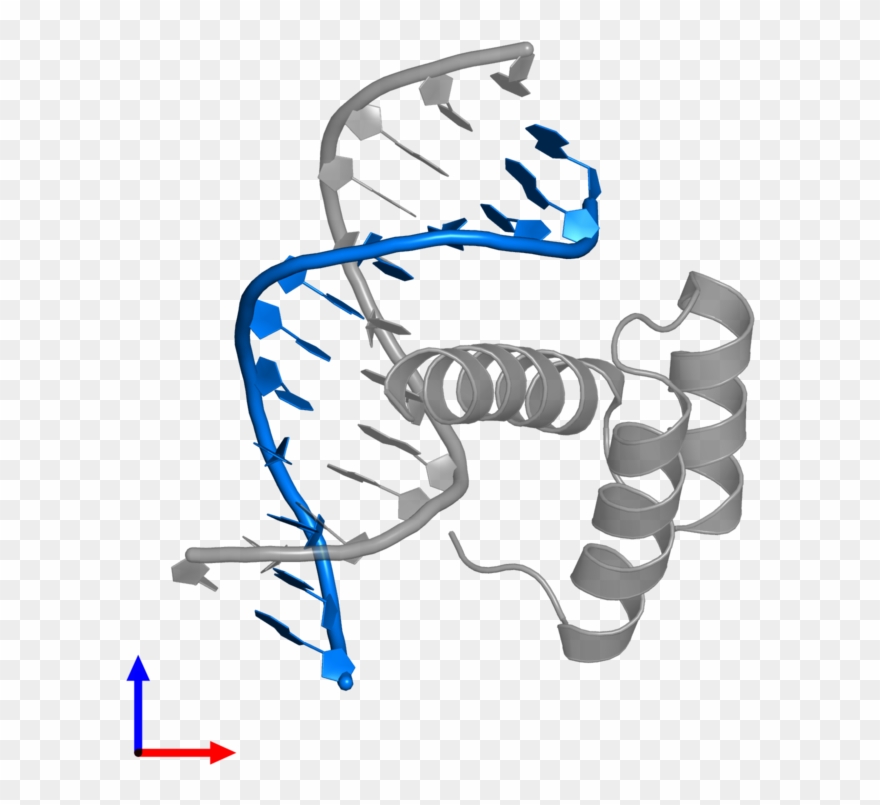 Pdb Entry 4rbo Contains 1 Copy Of 5' D 3' In Assembly - Illustration Clipart