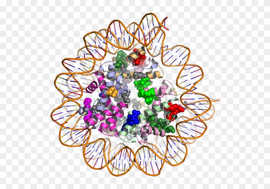 The Hotspot3d Computational Tool Models How Gene Mutations - Cancer Protein Clipart